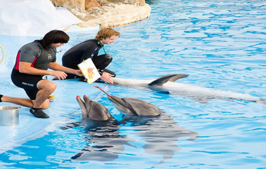 Hurghada: Dolphin Show Biletleri ve Transferleri
